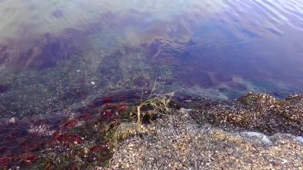 Algas Vermelhas Polisiphonia Largo Costa Sob Gelo Fino Emissões Tempestade — Vídeo de Stock