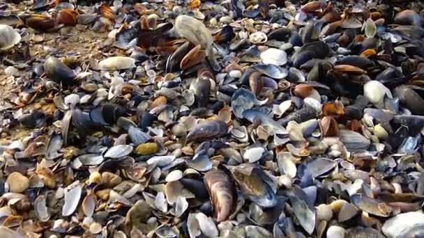 Empty Shells Molluscs Washed Ashore Black Sea — Stock Video