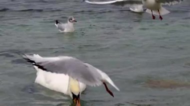 Karadeniz 'de kuğular ve martılar. Larus canus, Cygnus olor. Ukrayna Kuşları. 