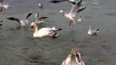 Karadeniz 'de kuğular ve martılar. Larus canus, Cygnus olor. Ukrayna Kuşları. 