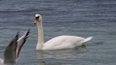 Karadeniz 'de kuğular ve martılar. Larus canus, Cygnus olor. Ukrayna Kuşları. 