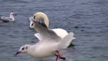 Karadeniz 'de kuğular ve martılar. Larus canus, Cygnus olor. Ukrayna Kuşları. 