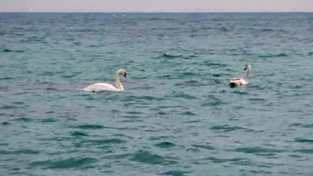 Pájaros Jóvenes Cygnus Olor Nadando Superficie Del Agua Azul Naturaleza — Vídeo de stock