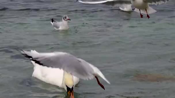 Лебеди Чайки Черном Море Larus Canus Cygnus Color Птицы Украины — стоковое видео