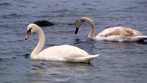 Swans Gulls Black Sea Larus Canus Cygnus Olor Birds Ukraine — Stock Video