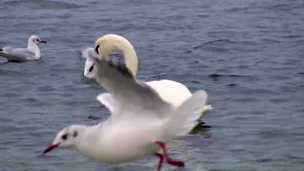Cigni Gabbiani Nel Mar Nero Larus Canus Cygnus Olor Uccelli — Video Stock