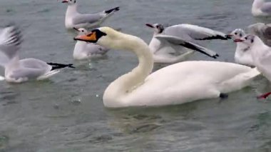 Karadeniz 'de kuğular ve martılar. Larus canus, Cygnus olor. Ukrayna Kuşları. 