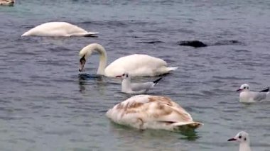 Mavi su yüzeyinde yüzen genç kuşlar, Cygnus olor, Ukrayna doğası, Karadeniz