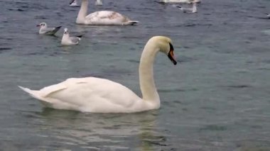 Karadeniz 'de kuğular ve martılar. Larus canus, Cygnus olor. Ukrayna Kuşları. 