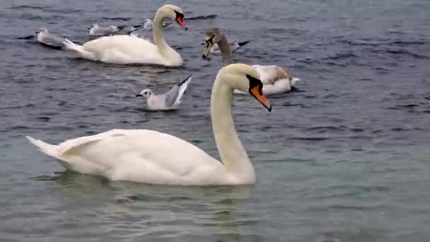 Swans Gulls Black Sea Larus Canus Cygnus Olor Birds Ukraine — Stock Video