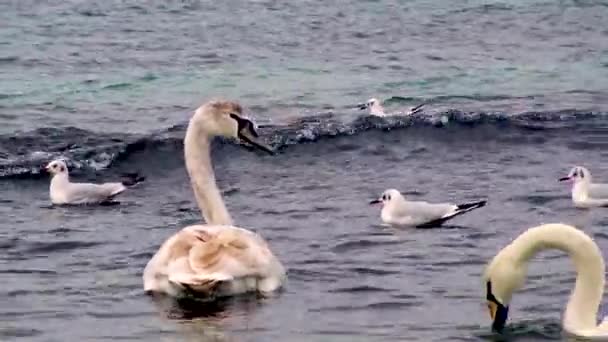 Jungvögel Cygnus Olor Schwimmen Auf Der Blauen Wasseroberfläche Natur Ukraine — Stockvideo