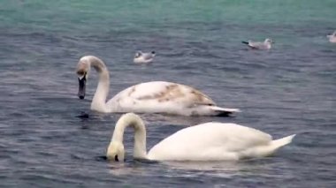 Mavi su yüzeyinde yüzen genç kuşlar, Cygnus olor, Ukrayna doğası, Karadeniz