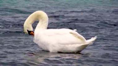 Karadeniz 'de kuğular ve martılar. Larus canus, Cygnus olor. Ukrayna Kuşları. 