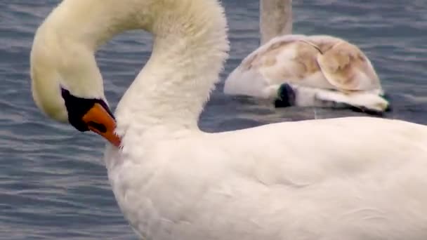 Cygnes Goélands Dans Mer Noire Larus Canus Cygnus Olor Oiseaux — Video