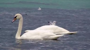 Karadeniz 'de kuğular ve martılar. Larus canus, Cygnus olor. Ukrayna Kuşları. 