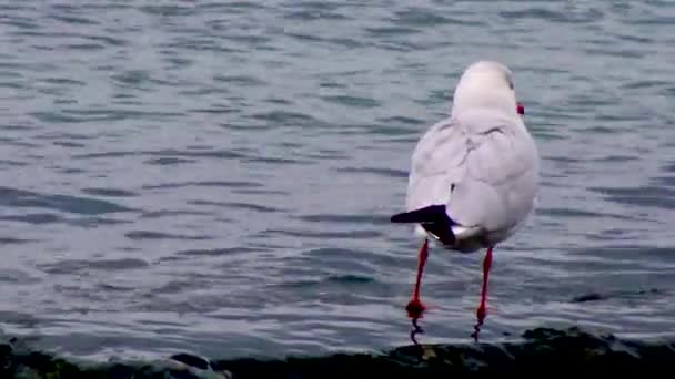 Zwartkopmeeuw Larus Chroicocephalus Ridibundus Vogels Van Oekraïne — Stockvideo