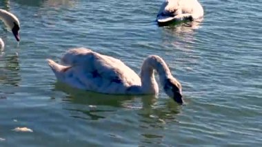 Mavi su yüzeyinde yüzen genç kuşlar, Cygnus olor, Ukrayna doğası, Karadeniz