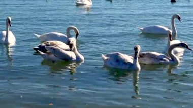 Mavi su yüzeyinde yüzen genç kuşlar, Cygnus olor, Ukrayna doğası, Karadeniz