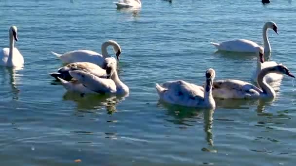 Young Birds Cygnus Olor Swimming Blue Water Surface Nature Ukraine — Stock Video