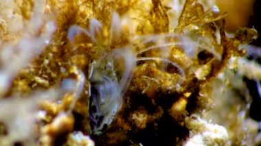 Kabuklu deniz hayvanı dengesi. Deniz yosunları arasında plankton yakalıyor.