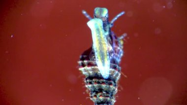 Karadeniz 'den gelen küçük bir gastropod yumuşakça bir akvaryumun camında sürünür.