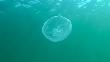 Ay denizanası, ay denizanası (Aurelia aurita) (yaygın denizanası, fincan tabağı denizanası), su kolunda yüzen bir denizanası, Karadeniz