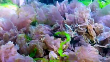 On omurgalı stickletius (Pungitius pungitius), Karadeniz 'de deniz yosunları arasında yüzer.