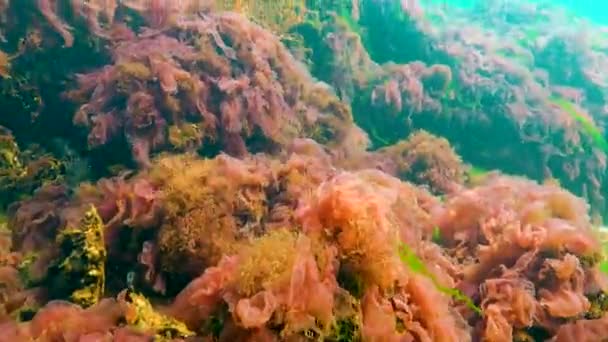 Algas Mar Negro Algas Vermelhas Verdes Porphira Leucosticta Enteromorpha Ulva — Vídeo de Stock