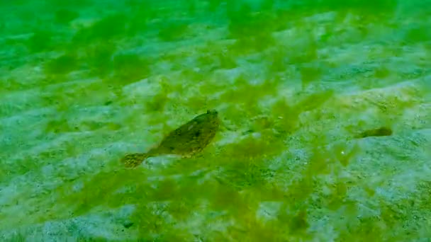 ヨーロッパのフラウンダー Platichthys Flesus Luscus が水面に浮かぶ — ストック動画