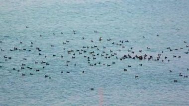 Ukrayna'nın kuşlar. Sakarmeke da bilinen Avrasya Sakarmeke (Fulica atra),. 