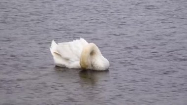 Ukrayna 'nın kuşları. Kuğu, Suhoy Liman 'daki tüyleri (Cygnus olor) temizliyor. Karadeniz