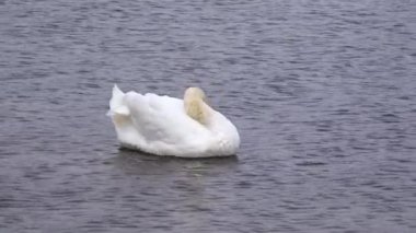 Ukrayna 'nın kuşları. Kuğu, Suhoy Liman 'daki tüyleri (Cygnus olor) temizliyor. Karadeniz