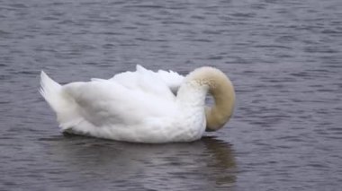 Ukrayna 'nın kuşları. Kuğu, Suhoy Liman 'daki tüyleri (Cygnus olor) temizliyor. Karadeniz