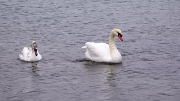 Birds Ukraine Swans Cygnus Olor Suhoy Liman Black Sea — Stock Video