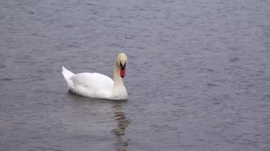 Ukrayna 'nın kuşları. Suhoy Liman 'da Kuğular (Cygnus olor). Karadeniz