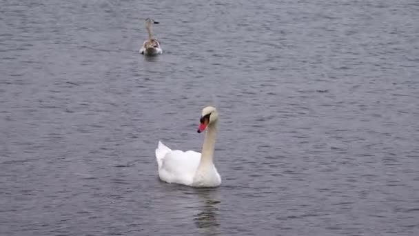 Vögel Der Ukraine Schwäne Cygnus Olor Suhoy Liman Schwarzes Meer — Stockvideo