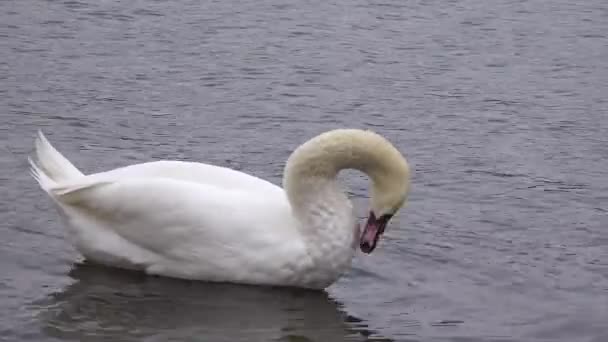 Ukraińskie Ptaki Łabędź Czyści Pióra Cygnus Olor Suhoy Liman Morze — Wideo stockowe