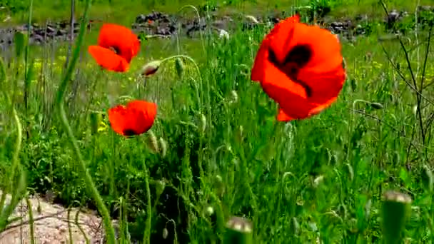 Bloeiende Steppe Maïs Papaver Maïs Roos Bloemen Papaver Rhoeas Oekraïne — Stockvideo