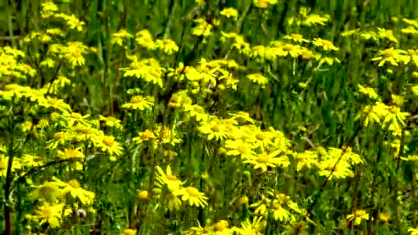 Estepa Ucraniana Florescente Flores Camomila Amarelas Nas Margens Estuário Kuyalnitsky — Vídeo de Stock