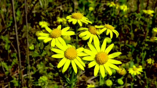 Estepa Ucraniana Florescente Flores Camomila Amarelas Nas Margens Estuário Kuyalnitsky — Vídeo de Stock