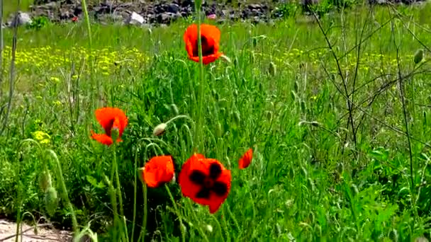 Blommande Stäpp Majs Vallmo Majs Ros Blommor Papaver Rosor Ukraina — Stockvideo