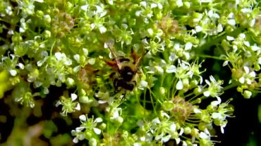 Bir bal arısı Ukrayna 'nın Kuyalnitsky nehrinin kıyısındaki çiçeklerde nektar toplar.