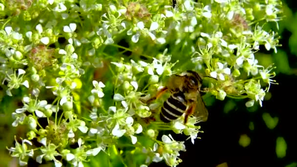 Honey Bee Collects Nectar Flowers Banks Kuyalnitsky Estuary Ukraine — Stock Video