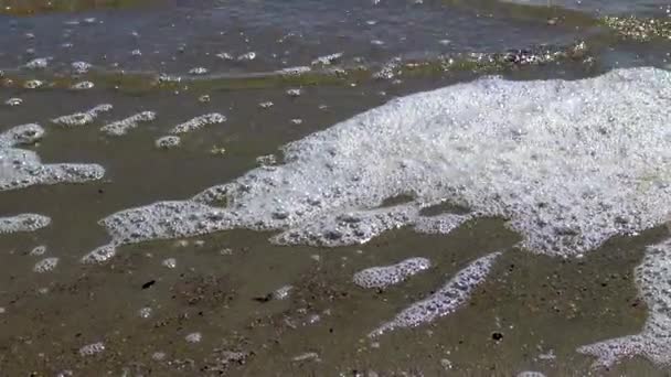 Mousse Sur Rive Lac Raison Eau Sale Eutrophisation Des Eaux — Video