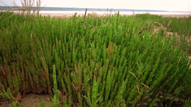 Közös Üvegféreg Üvegféreg Salicornia Europaea Zamatos Növény Vörös Pigmenttel Ősszel — Stock videók