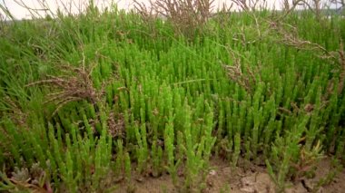 Glassswort, glasswort (Salicornia europaea), Ukrayna 'nın Kuyalnitsky haliçlerinin kıyılarında sonbaharda kırmızı pigmentli sulu bitki.