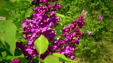 (Şırınga kabuğu) çiçek açan leylak renginde dallar