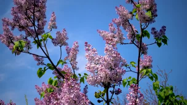 Syringa Vulgaris Ramo Com Inflorescência Florida Lilás — Vídeo de Stock