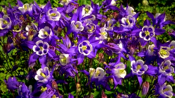Медовая Пчела Собирает Пыльцу Нектар Фиолетовый Цветок — стоковое видео