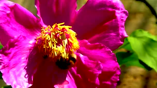 大きな木の牡丹の花に花粉や蜜を集めるバンブルビー — ストック動画